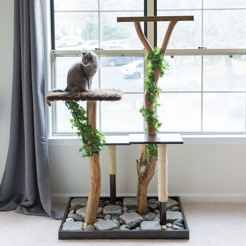 Best ideas about DIY Cat Tree
. Save or Pin Make a Cat Tree Using Real Branches My Amazing DIY Cat Tree Now.