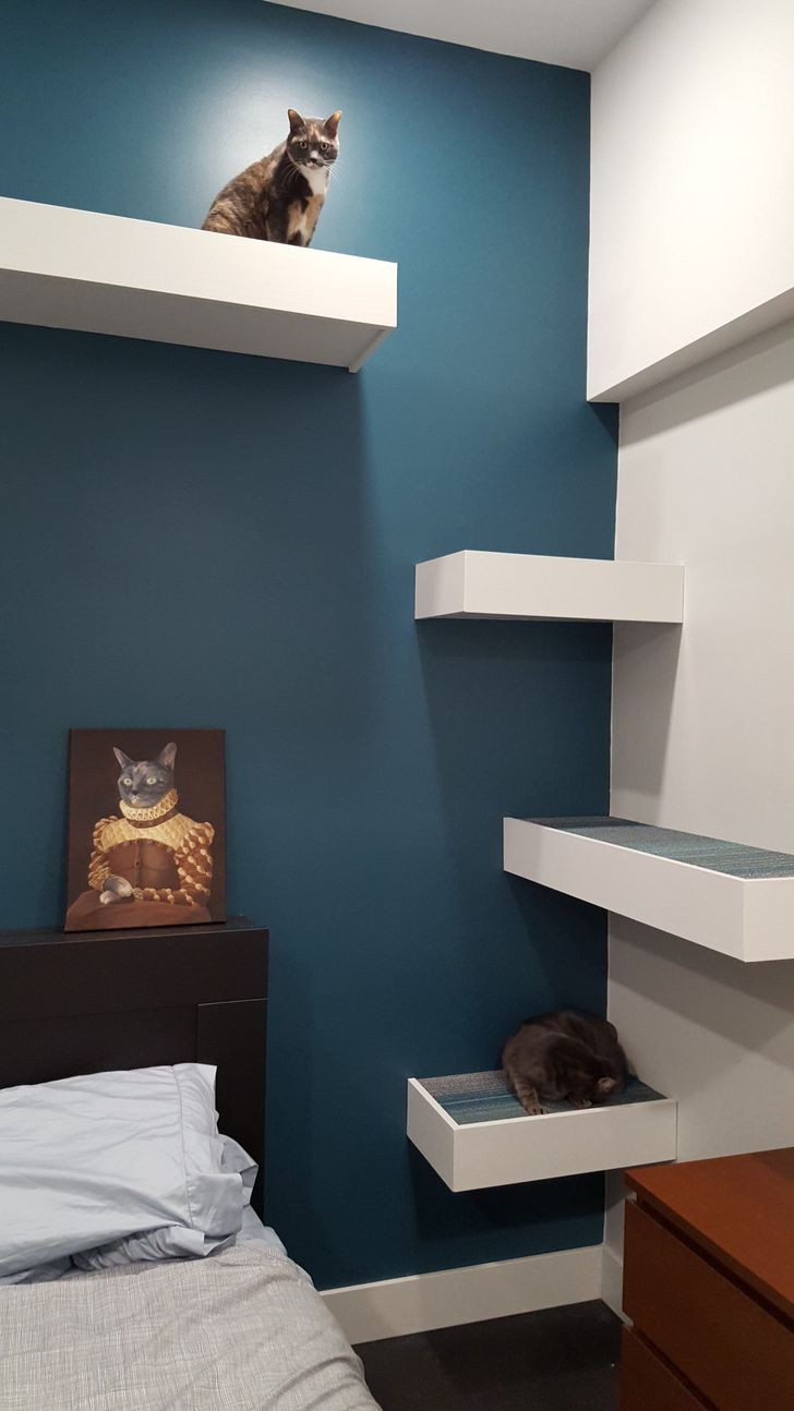 Best ideas about DIY Cat Wall
. Save or Pin 25 best ideas about Cat Shelves on Pinterest Now.