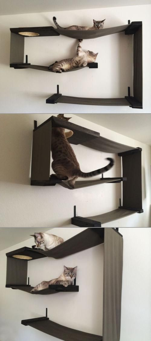 Best ideas about DIY Cat Wall
. Save or Pin Maze Cats and What s the on Pinterest Now.