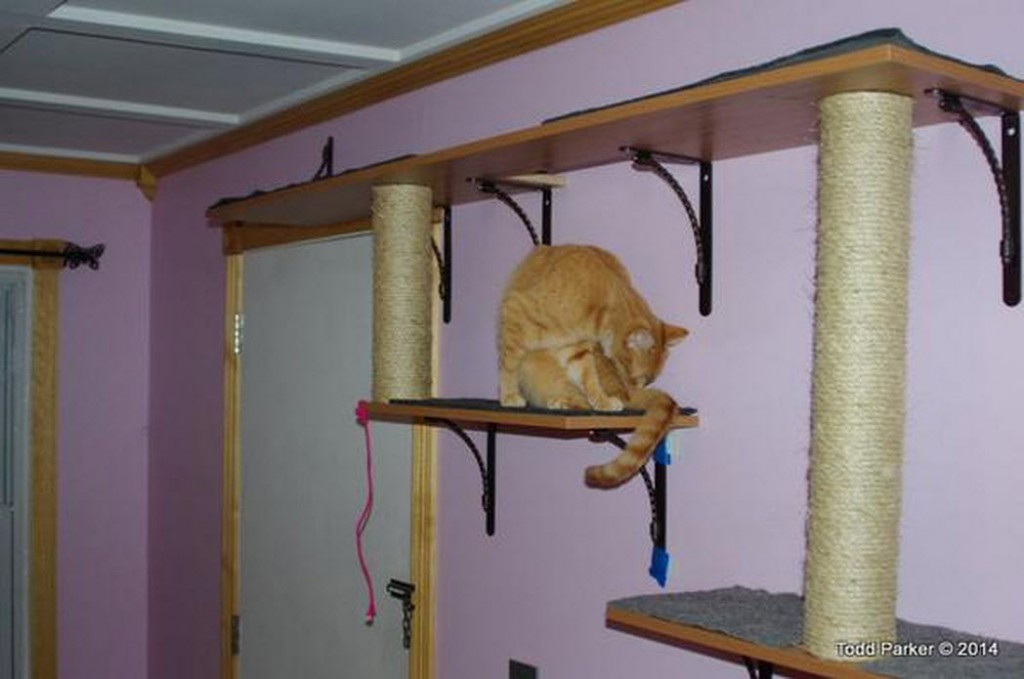 Best ideas about DIY Cat Wall
. Save or Pin DIY Cat Wall petdiys Now.