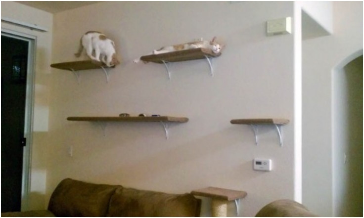 Best ideas about DIY Cat Wall
. Save or Pin Top 10 Entertaining DIY Cat Trees Top Inspired Now.