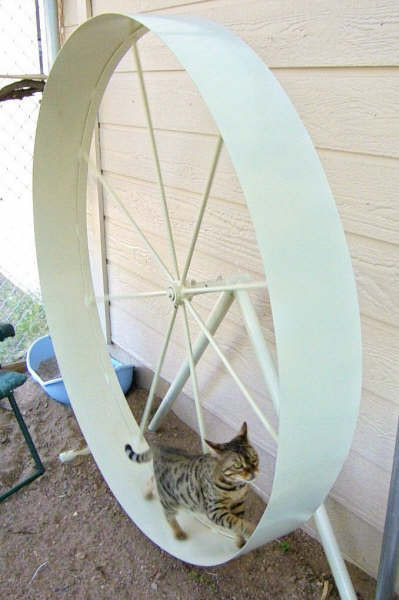 Best ideas about DIY Cat Wheel
. Save or Pin Etsy Pets Brawny Cats Etsy Journal Now.
