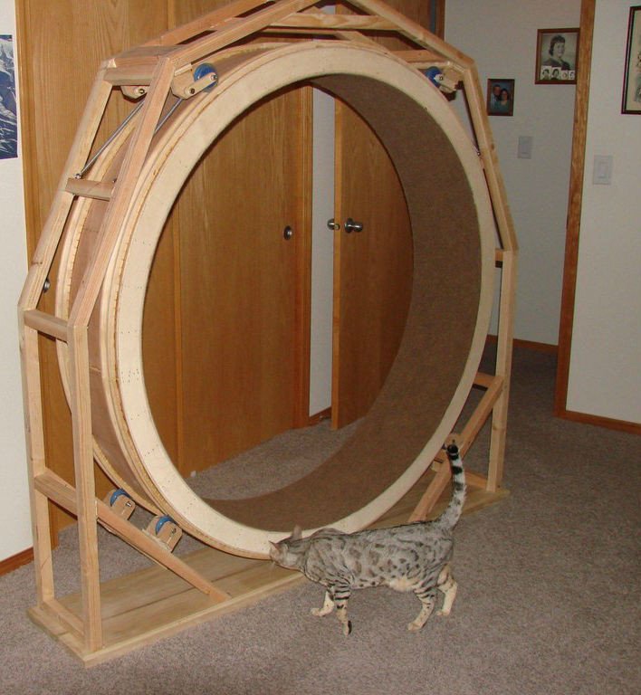 Best ideas about DIY Cat Wheel
. Save or Pin DIY Cat Exercise Wheel PetDIYs Now.