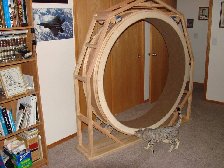 Best ideas about DIY Cat Wheel
. Save or Pin homemade cat wheel this is awesome Now.