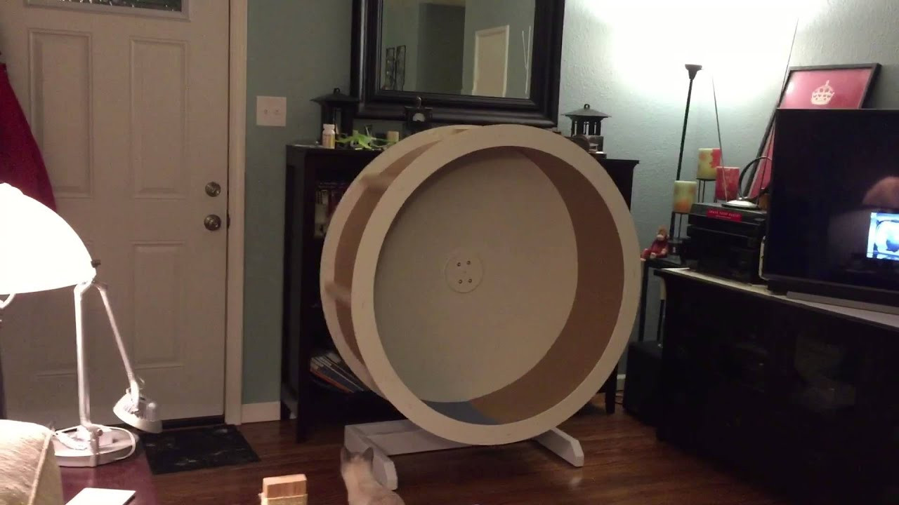 Best ideas about DIY Cat Wheel
. Save or Pin Homemade "hamster wheel" for a cat Now.