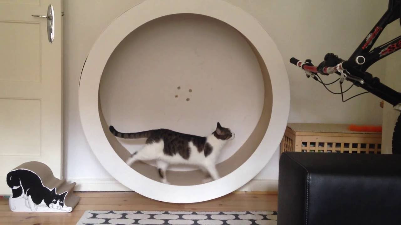 Best ideas about DIY Cat Wheel
. Save or Pin Katzenlaufrad DIY Cat wheel BRUNO Now.