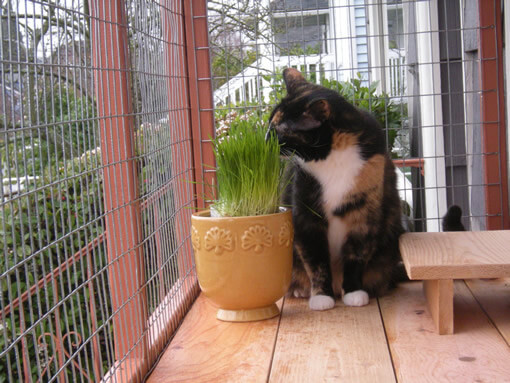 Best ideas about DIY Cat Window Box
. Save or Pin DIY Catio Plan The Window Box™ Catio Plans Now.