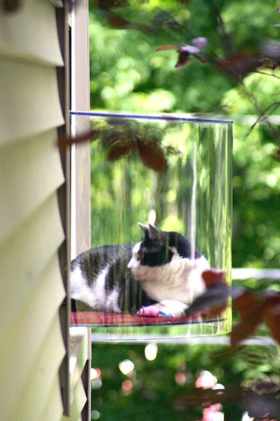 Best ideas about DIY Cat Window Box
. Save or Pin Should Cats Be Strictly Indoors Now.