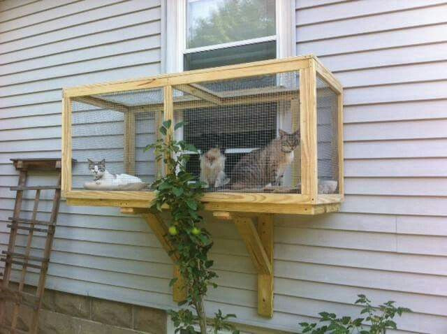 Best ideas about DIY Cat Window Box
. Save or Pin 25 best ideas about Cat window perch on Pinterest Now.