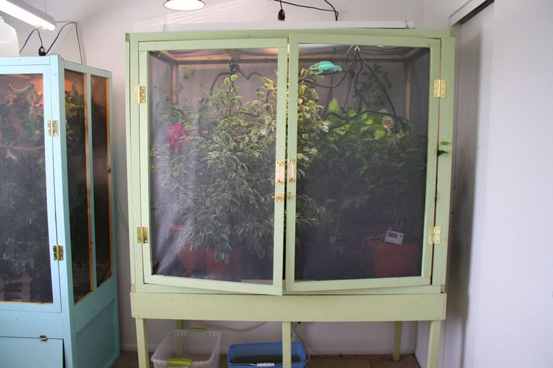Best ideas about DIY Chameleon Cage
. Save or Pin My New Huge DIY Cage Chameleon Forums Now.