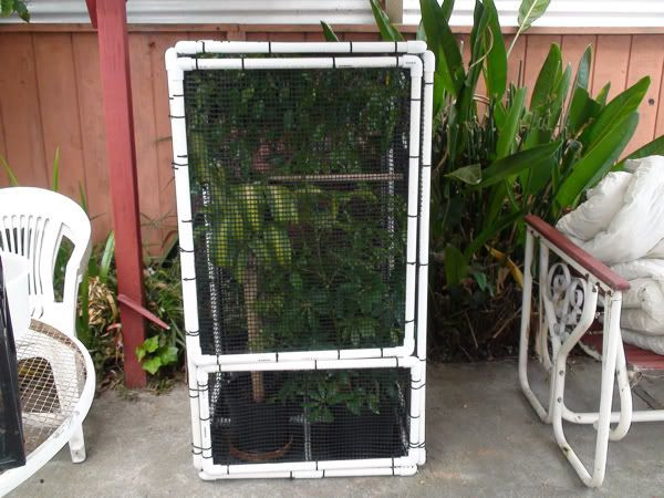 Best ideas about DIY Chameleon Cage
. Save or Pin DIY Chameleon Enclosure Diy Chameleon Cage Now.