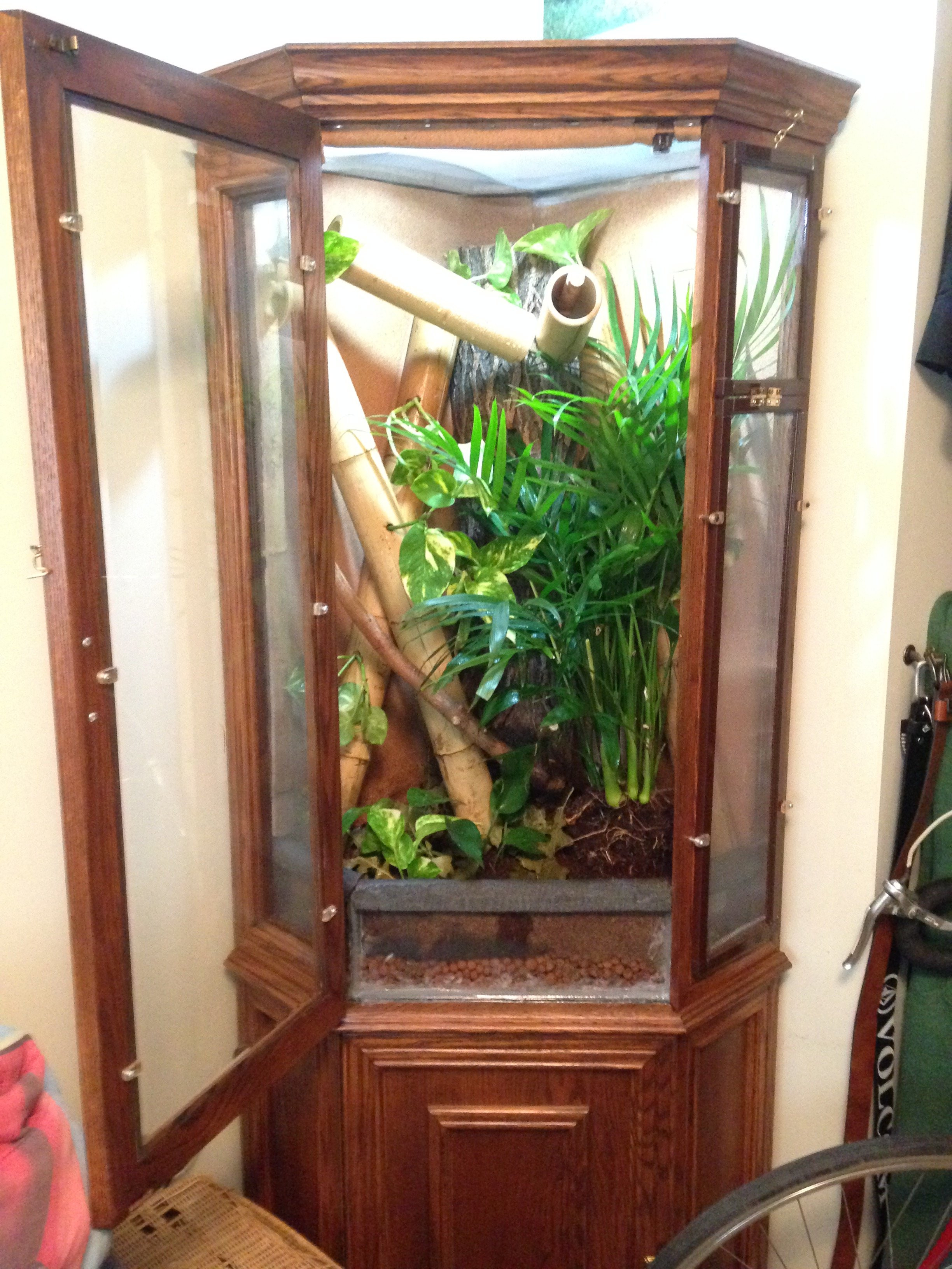 Best ideas about DIY Chameleon Cage
. Save or Pin DIY Chameleon Cage Convert china cabinet into arboreal Now.