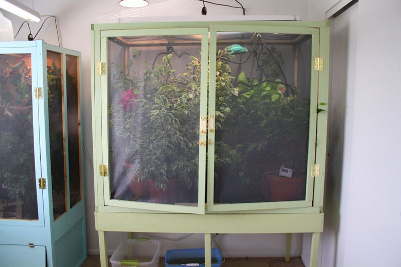 Best ideas about DIY Chameleon Cages
. Save or Pin My New Huge DIY Cage Chameleon Forums Now.