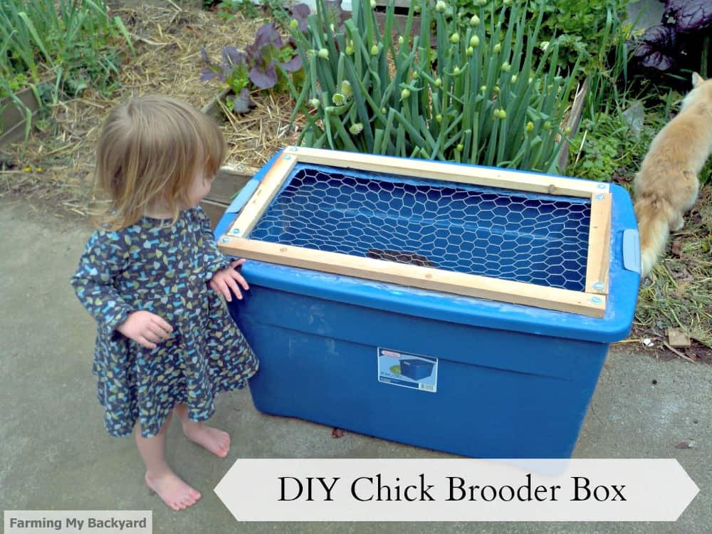 Best ideas about DIY Chicken Brooder
. Save or Pin DIY Chick Brooder Box Farming My Backyard Now.