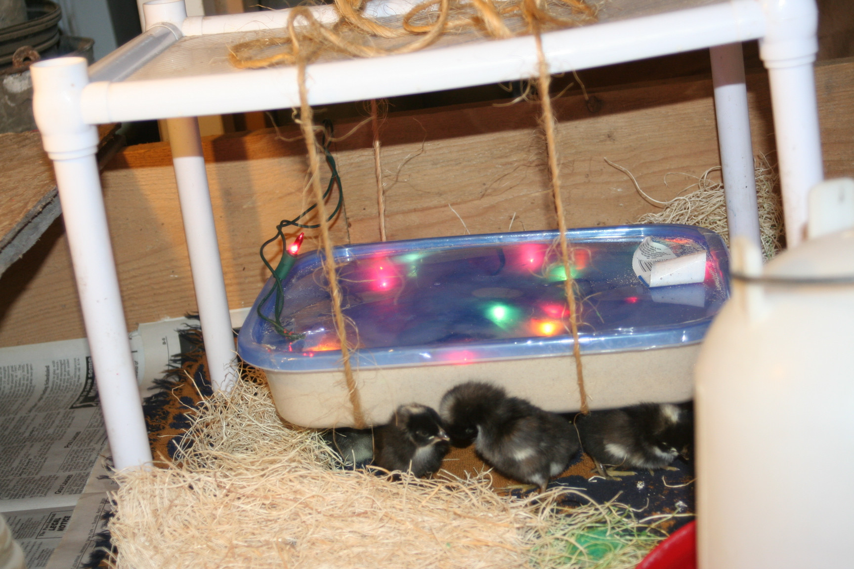 Best ideas about DIY Chicken Brooder
. Save or Pin Homemade DIY version of an “Ecoglow” style brooder Now.