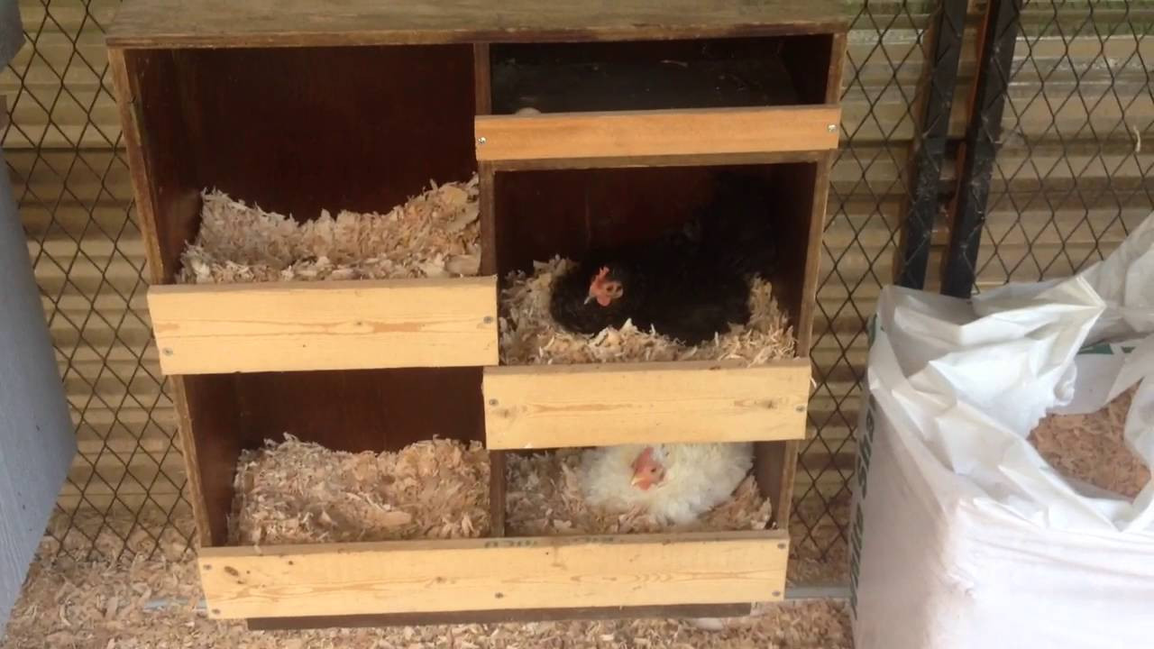 Best ideas about DIY Chicken Nest Boxes
. Save or Pin DIY Bookshelf Converted Into A Multi Chicken Nest Box Now.