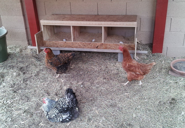 Best ideas about DIY Chicken Nest Boxes
. Save or Pin How To Build a Chicken Nesting Box Now.