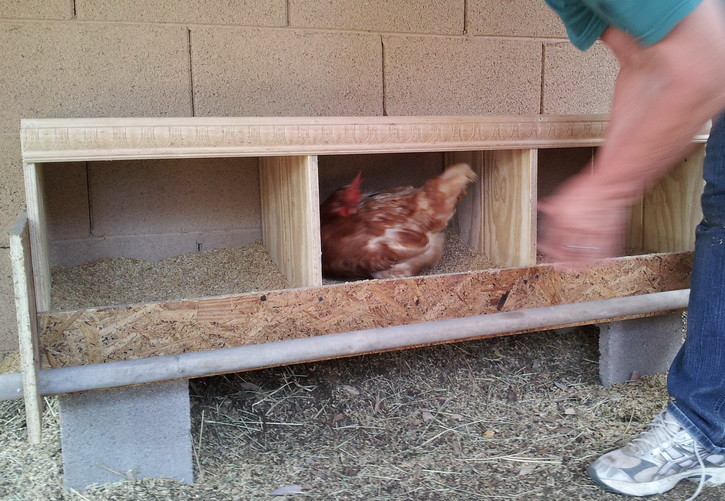 Best ideas about DIY Chicken Nest Boxes
. Save or Pin How To Build a Chicken Nesting Box Now.