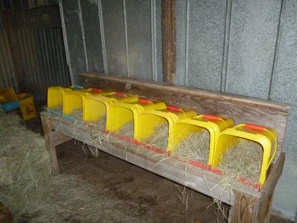 Best ideas about DIY Chicken Nest Boxes
. Save or Pin Stealth Survival Homesteading Project DIY Chicken Now.