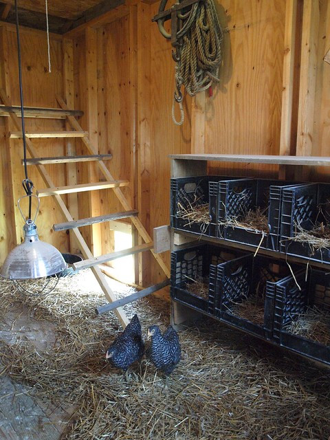 Best ideas about DIY Chicken Nest Boxes
. Save or Pin Hen House Now.