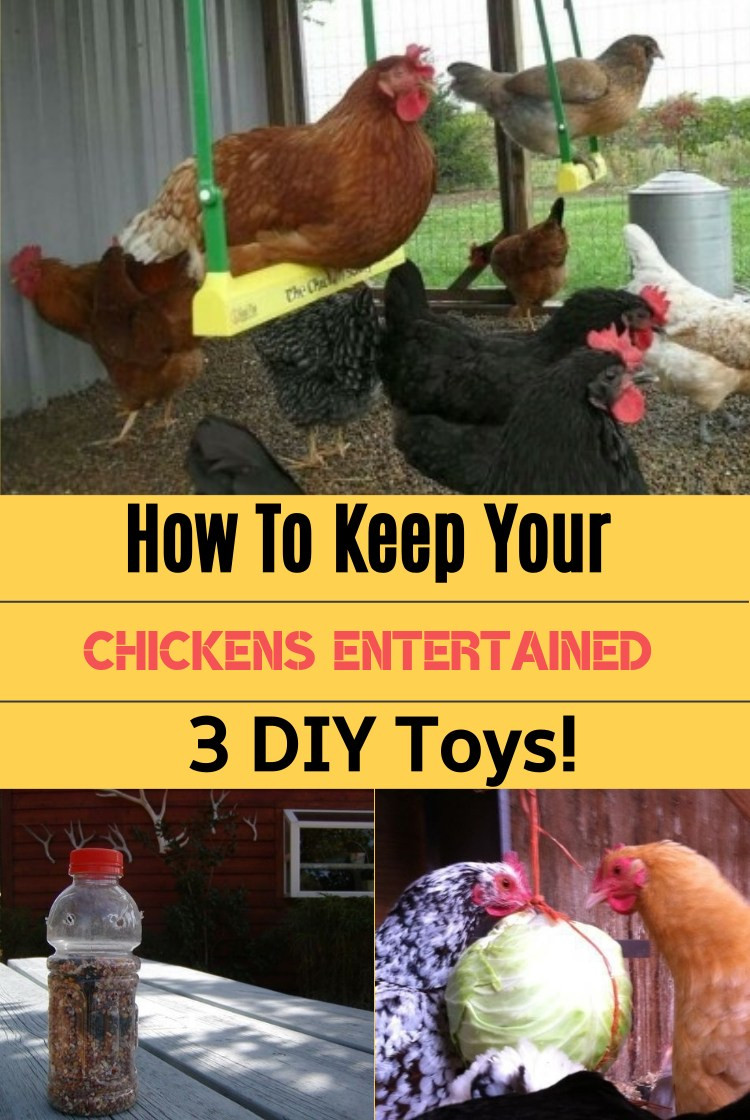 Best ideas about DIY Chicken Toys
. Save or Pin How To Keep Your Chickens Entertained & 3 DIY Toys Now.