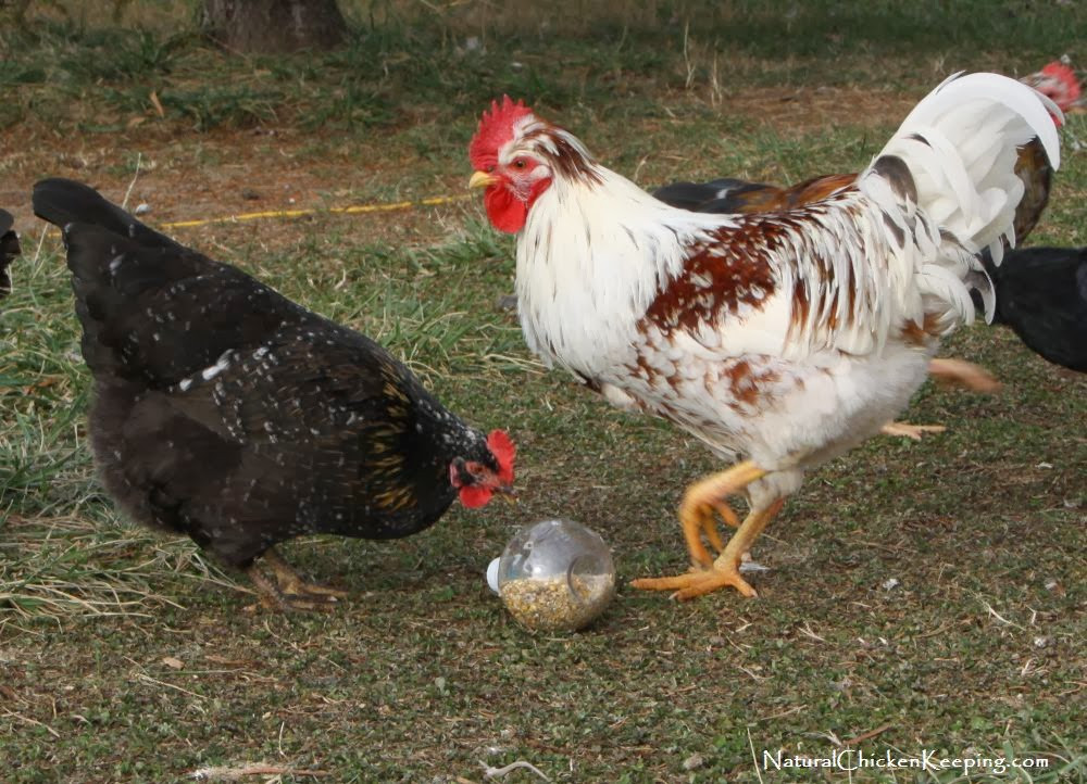 Best ideas about DIY Chicken Toys
. Save or Pin Natural Chicken Keeping Cheep n Easy DIY Chicken Now.