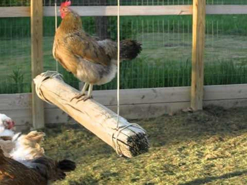 Best ideas about DIY Chicken Toys
. Save or Pin 10 Toys for Your Backyard Chickens Now.