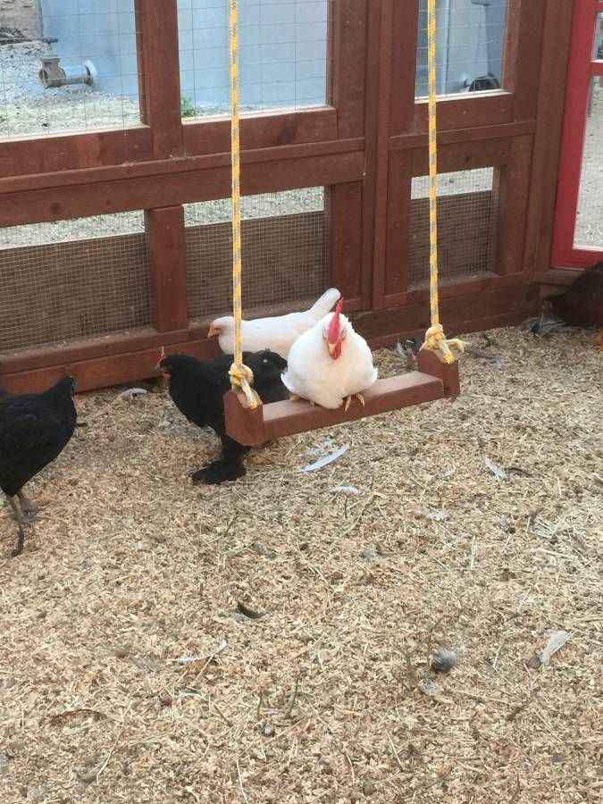 Best ideas about DIY Chicken Toys
. Save or Pin Chicken Swing Chicken Stuff Now.