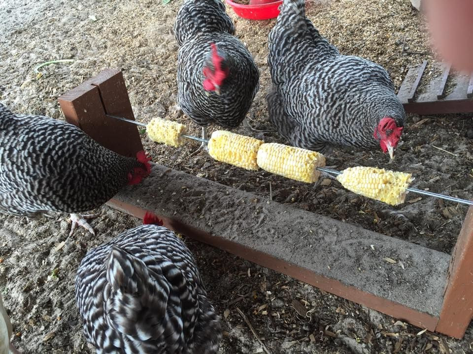 Best ideas about DIY Chicken Toys
. Save or Pin Chicken treat feeder DIY Coops Pinterest Now.