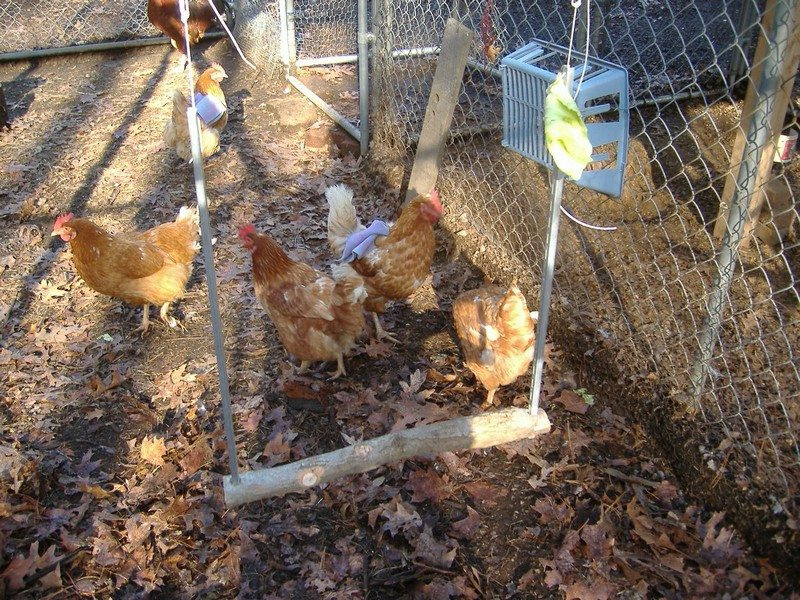 Best ideas about DIY Chicken Toys
. Save or Pin 10 Toys for Your Backyard Chickens Now.