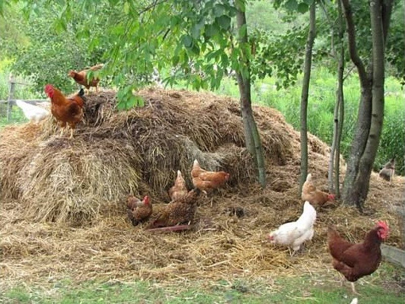 Best ideas about DIY Chicken Toys
. Save or Pin 10 Toys for Your Backyard Chickens Now.