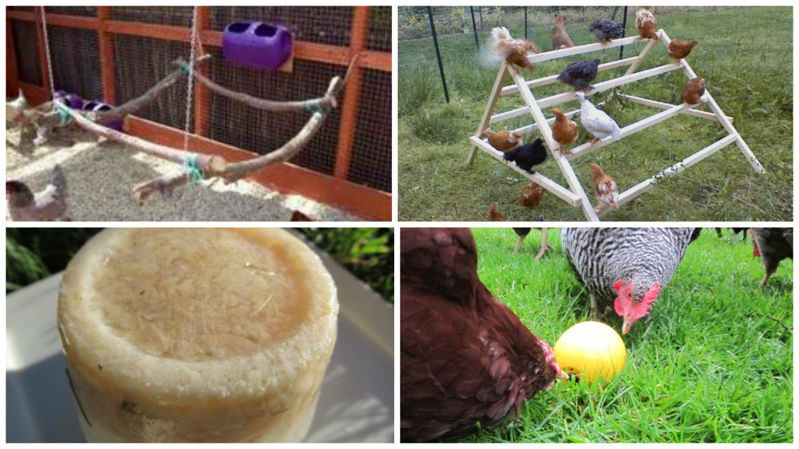 Best ideas about DIY Chicken Toys
. Save or Pin How to Keep Your Chickens Entertained & 3 DIY Toys Part Now.