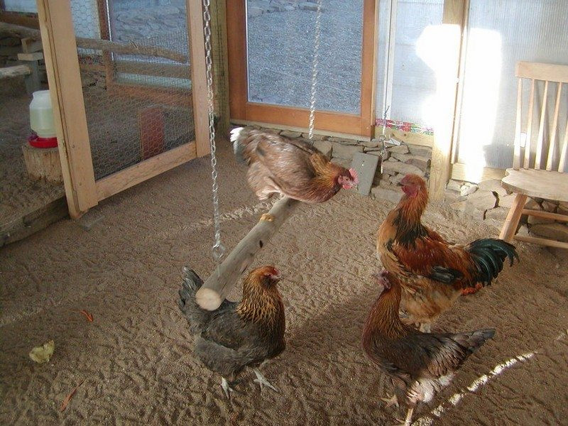 Best ideas about DIY Chicken Toys
. Save or Pin 10 Toys for Your Backyard Chickens Now.