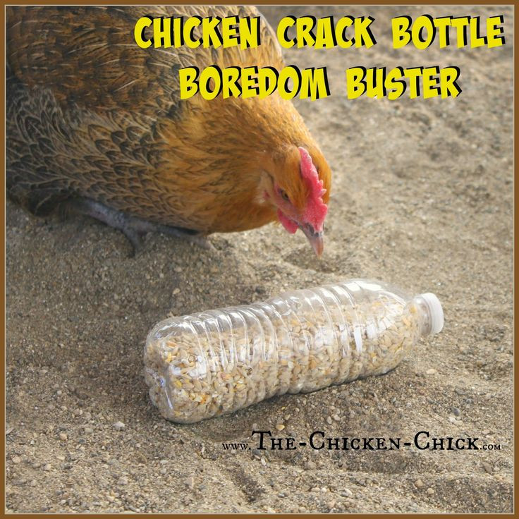 Best ideas about DIY Chicken Toys
. Save or Pin 20 Winter Boredom Busters for Backyard Chickens Now.