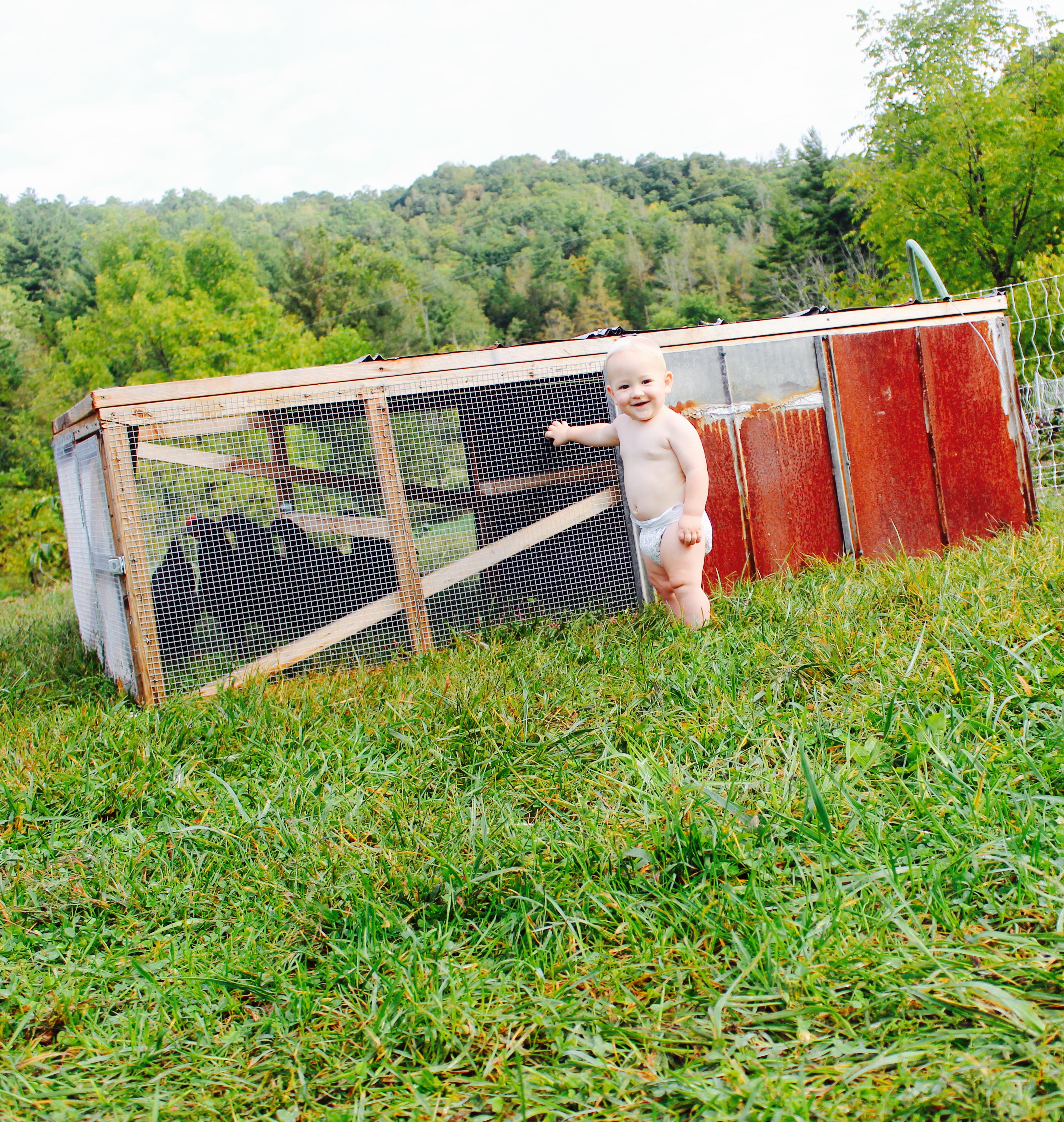 Best ideas about DIY Chicken Tractor Plans
. Save or Pin DIY Chicken Tractor for Less Than $200 Abundant Permaculture Now.