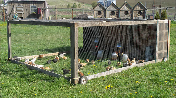 Best ideas about DIY Chicken Tractor Plans
. Save or Pin Chicken Mites & Diatomaceous Earth Now.