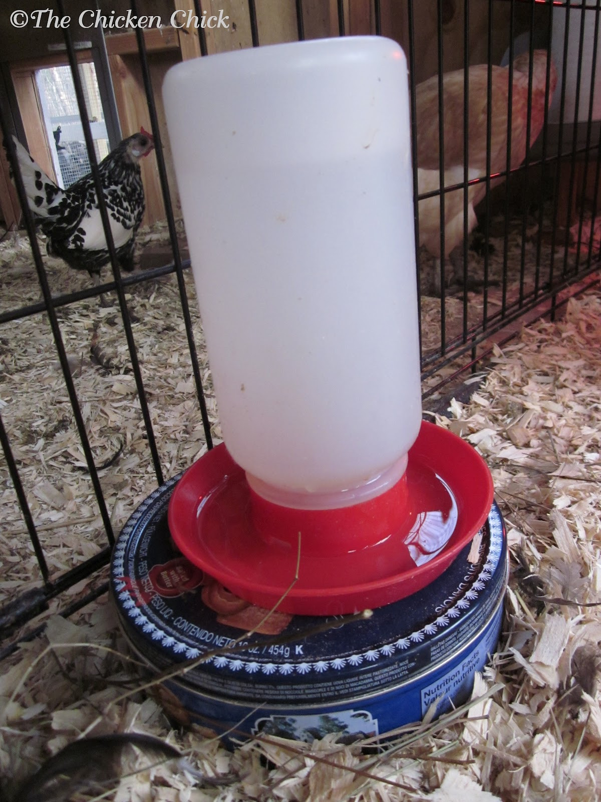 Best ideas about DIY Chicken Water Heater
. Save or Pin Sugar Pea Farm DIY Waterer Heater for Chickens Now.