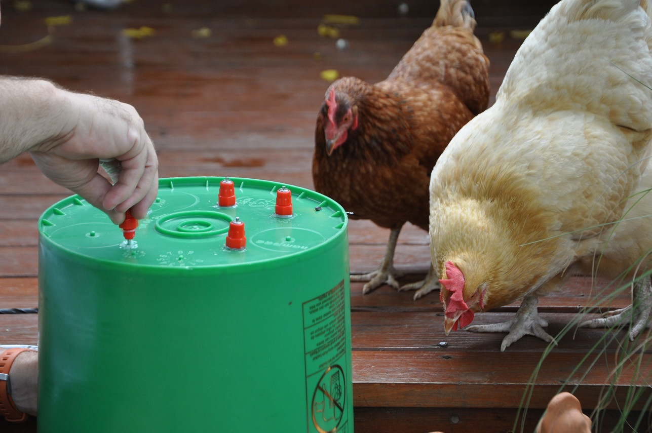 Best ideas about DIY Chicken Waterer
. Save or Pin DIY Chicken Waterer Now.