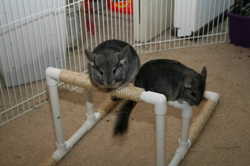 Best ideas about DIY Chinchilla Toys
. Save or Pin two standar grey chinchillas toys Now.
