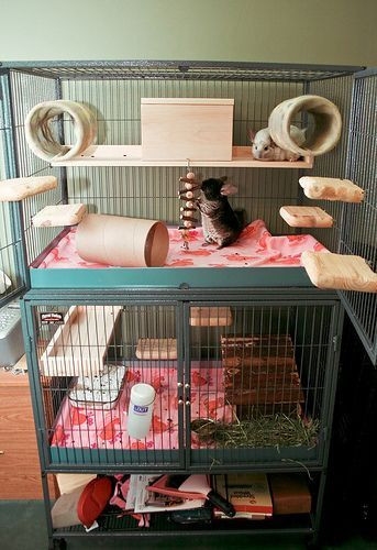 Best ideas about DIY Chinchilla Toys
. Save or Pin Best 25 Chinchilla toys ideas on Pinterest Now.