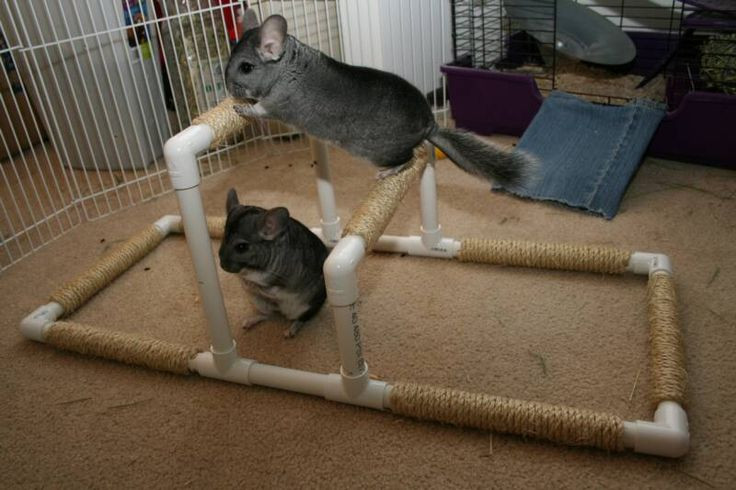 Best ideas about DIY Chinchilla Toys
. Save or Pin 25 best ideas about Chinchilla Cage on Pinterest Now.