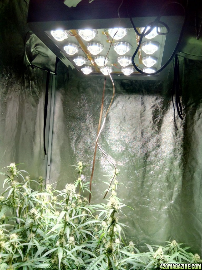 Best ideas about DIY Cob Grow Light
. Save or Pin Cree DIY COB LED Why do people use white lights Page 4 Now.