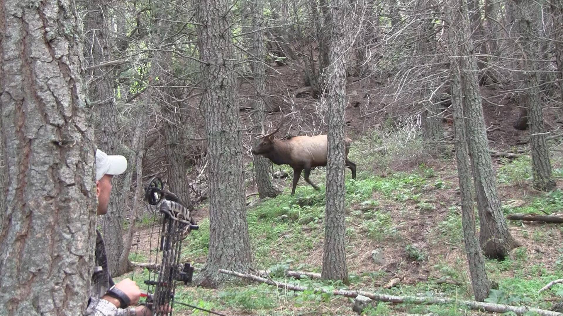 Best ideas about DIY Colorado Elk Hunt
. Save or Pin Tips for DIY Elk Hunting Success Hunter Ed Blog Now.