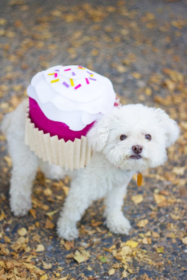 Best ideas about DIY Costumes For Dogs
. Save or Pin Pet Halloween Costume Cupcake Now.