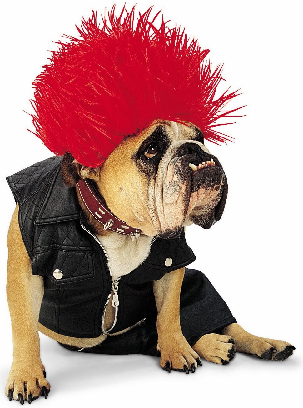 Best ideas about DIY Costumes For Dogs
. Save or Pin Petsofoz Blog Pet News Information and Product Now.