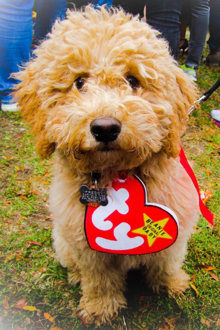 Best ideas about DIY Costumes For Dogs
. Save or Pin Halloween Costume Ideas For Dogs Festival Around the World Now.