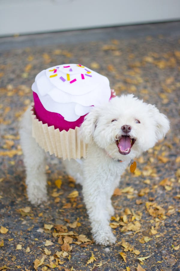 Best ideas about DIY Costumes For Dogs
. Save or Pin Pet Halloween Costume Cupcake Now.