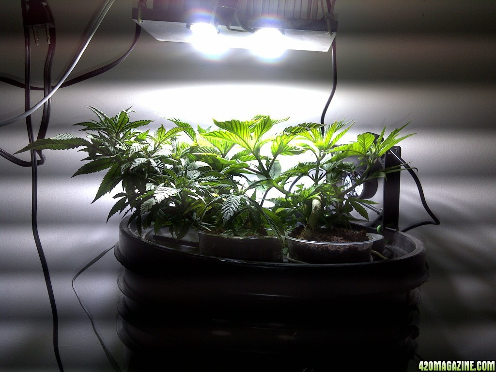 Best ideas about DIY Cree Led Grow Light
. Save or Pin Cree DIY COB LED Why do people use white lights Now.