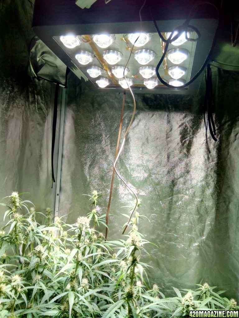 Best ideas about DIY Cree Led Grow Light
. Save or Pin Cree DIY COB LED Why do people use white lights Page 4 Now.