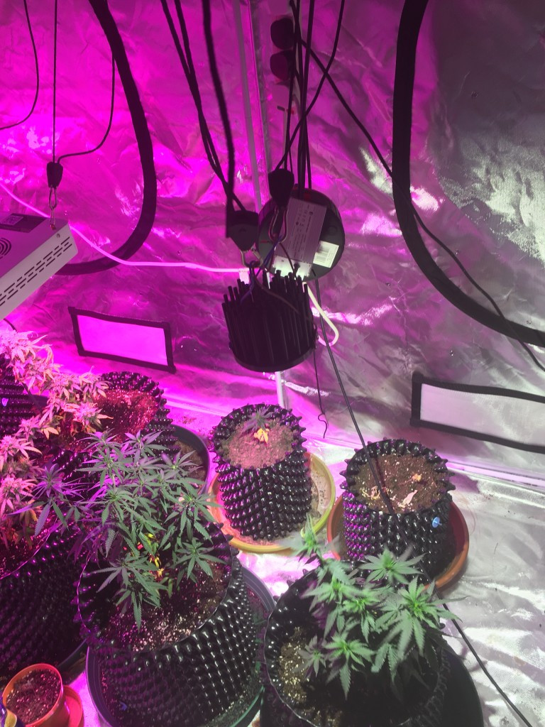 Best ideas about DIY Cree Led Grow Light
. Save or Pin Cree DIY COB LED Why do people use white lights Page 7 Now.